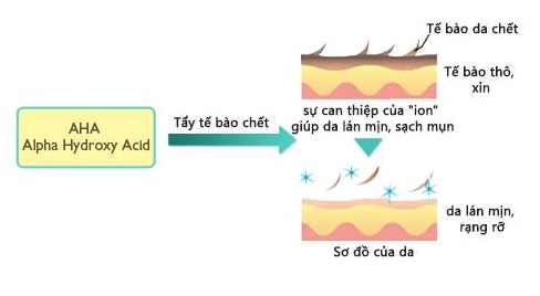 Alpha - Hydroxy Acid (AHA) trong điều trị mụn