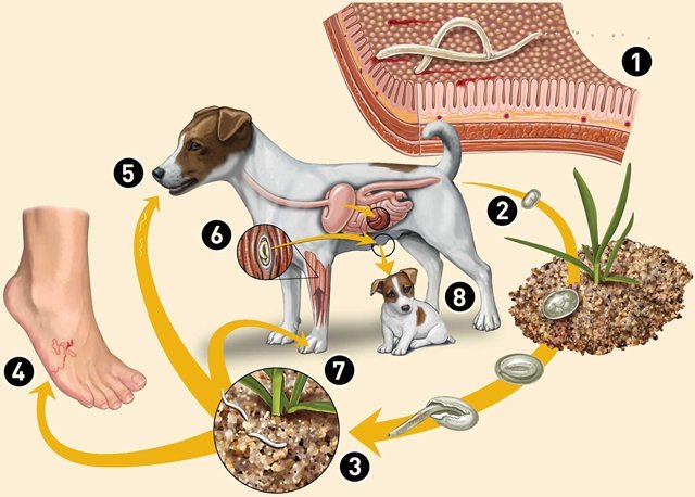 Khái niệm bệnh ấu giun đũa chó mèo