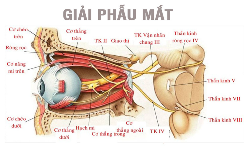 Giải phẫu vùng mắt