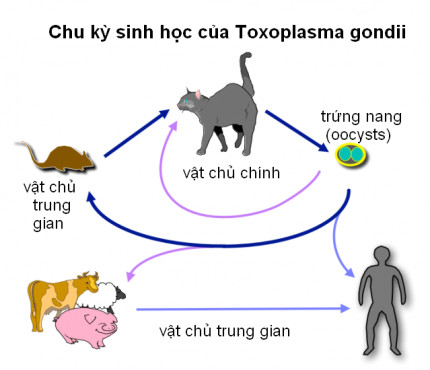 Toxoplasma Gondii là gì