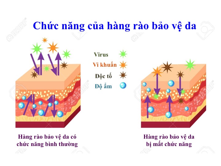 chức năng hàng rào bảo vệ da