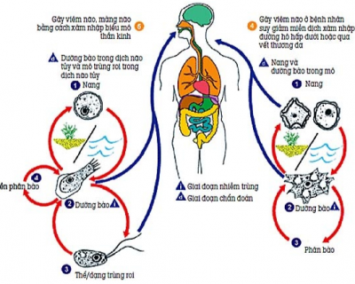 XÉT NGHIỆM CHẨN ĐOÁN TRÙNG AMIP (ENTAMOEBA HISTOLYTICA)