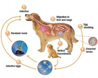 Những Điều Cần Biết Về Bệnh Giun Đũa Chó 