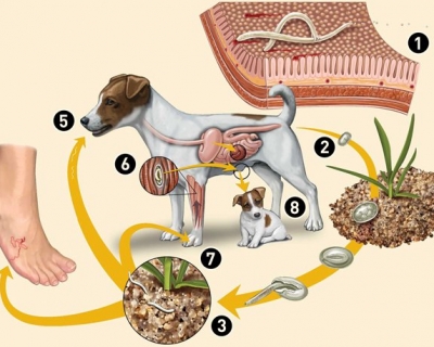 Bệnh Giun Đũa Chó Mèo (Toxocariasis)