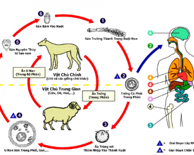 Phân biệt các loại sán chó