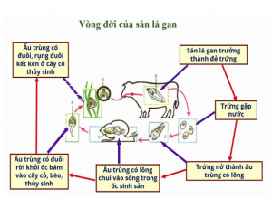 XÉT NGHIỆM CHẨN ĐOÁN SÁN LÁ GAN LỚN (FASCIOLA SPP.)