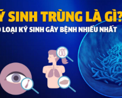 TỔNG HỢP CÁC LOẠI KÝ SINH TRÙNG THƯỜNG GẶP