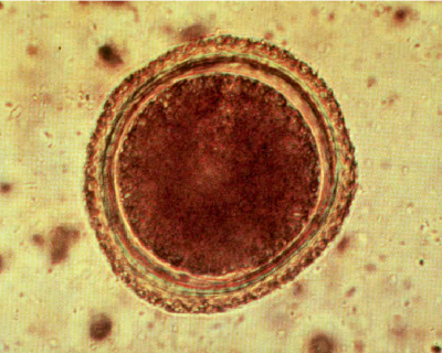 Cách Phòng Bệnh Giun Đũa Chó Mèo (Toxocara Spp)